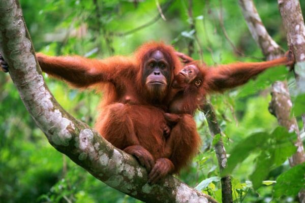 Identifikasi flora dan fauna
